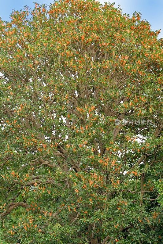 桂花/香橄榄/甜茶花